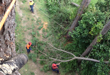 noosa tree removal, noosa arborist and tree pruning noosa