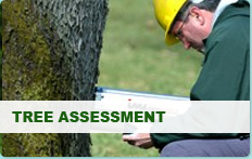 Tree Assessment