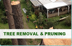 Tree Removal & Pruning
